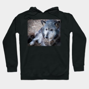 Grey and white wolf portrait closeup with golden eyes stunning on t-shirt or other clothing, or animal print Hoodie